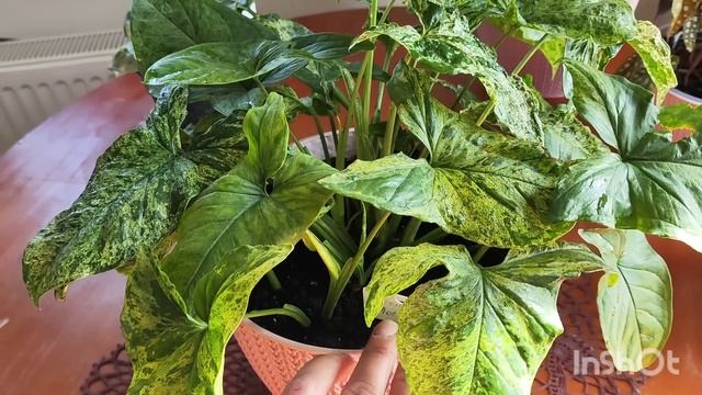 Каким растениям не подходит фитильный полив. Мой опыт смотреть онлайн