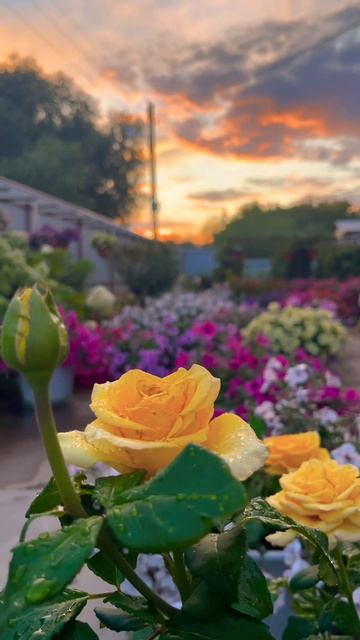 Роза Спрей и Петунии #flowers #garden #gardening #петуния #природа # смотреть онлайн