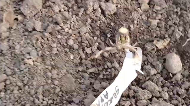 Несколько мгновений из жизни розы.😉🫠. #розы, #уральск