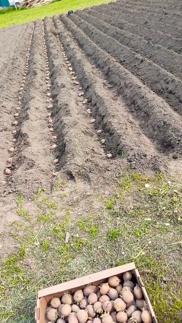 Посадка картофеля 🥔🥔🥔 смотреть онлайн