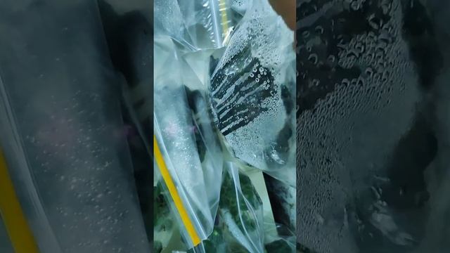 Оставила фиалки одни на две недели в ноябре. Что я дела смотреть онлайн