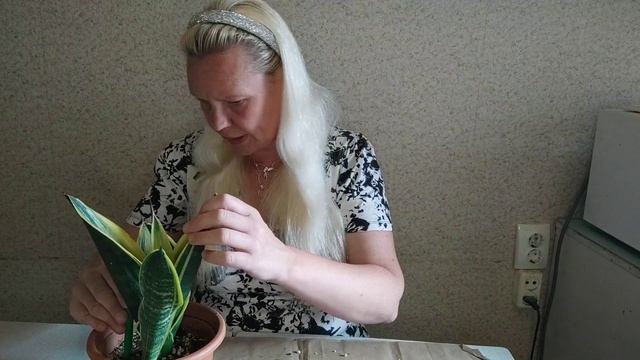 Сансевиерия Голден Флэйм, отделение детки прямо в гор? смотреть онлайн