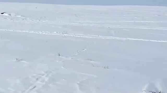 wolf hunting 2025, охота на волка 2025, СТЕПНЫЕ ОХОТНИКИ смотреть онлайн