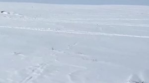 wolf hunting 2025,  охота на волка 2025, СТЕПНЫЕ ОХОТНИКИ