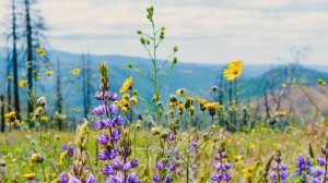 Полевые цветы, соберу букет!

Фотозарисовки полевых цветов