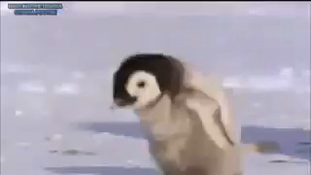 Белые розы смотреть онлайн