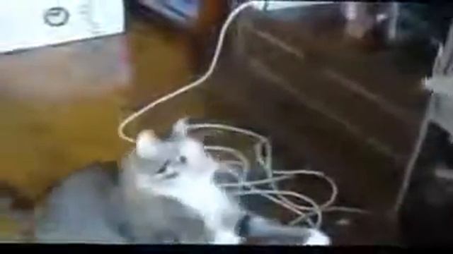 Кошак прикол Смешные животные Приколы про кошек Funny Animals Funny cats смотреть онлайн