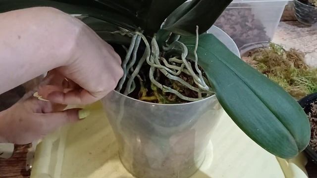 ПЕРЕСАДКА #phalaenopsis САКРИФАЙС 🌸🌸🌸