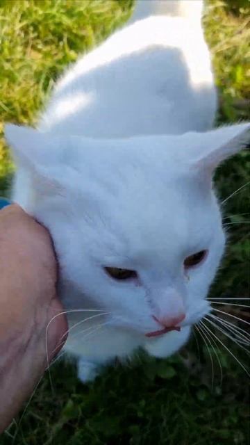 Кот Семён расплакался 😁 смотреть онлайн