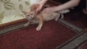 Кот со скотчем