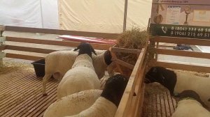 Дорперы на выставке в Дагестане