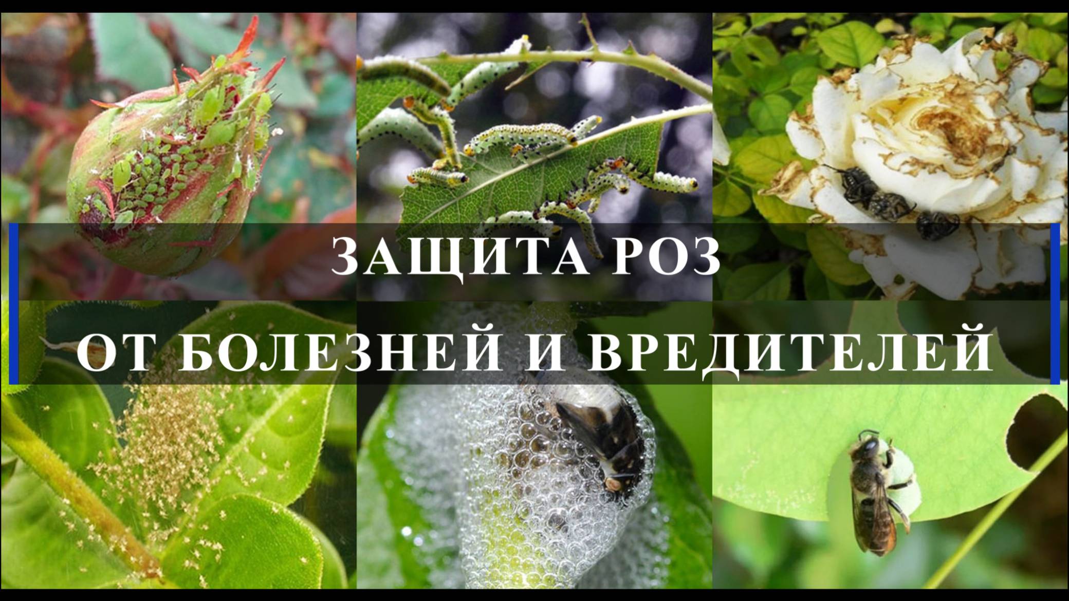 ЗАЩИТА РОЗ ОТ БОЛЕЗНЕЙ И ВРЕДИТЕЛЕЙ смотреть онлайн
