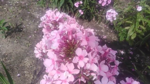 6 августа 2024 г.🌺Ф Л О К С Ы 🌺 смотреть онлайн