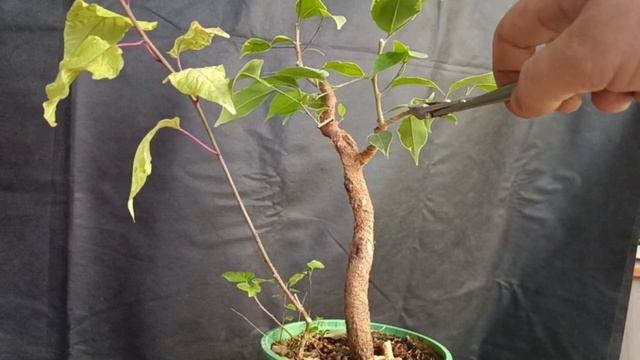 √5 фикус1 бонсай