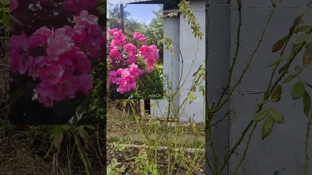 Обзор некоторых сортов роз в моем саду #садоводство #р?
