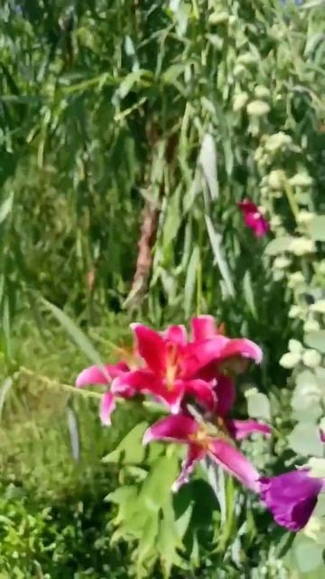 Лилии #открытка #природа #цветы #лилии #лето #пожелание смотреть онлайн