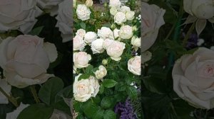 Роза Мадам Анизетт, краткий обзор