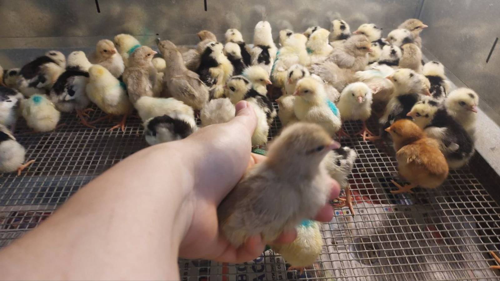 ИНКУБАТОР СТИМУЛ 100% ВЫВОД ЦЫПЛЯТ! 20.05.2025 год. смотреть онлайн