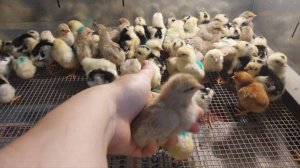 ИНКУБАТОР СТИМУЛ 100% ВЫВОД ЦЫПЛЯТ! 20.05.2025 год.