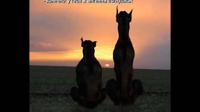 Кошачий позитив 7 смотреть онлайн
