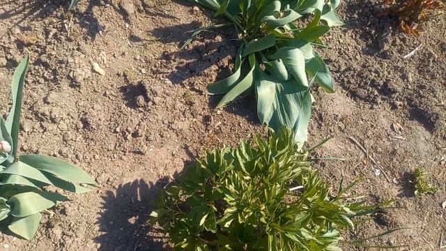 Черемша растёт дома.