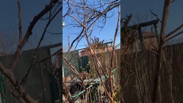 Обзор розария на 11 марта, 🌹 после февральских морозов