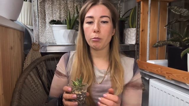 Sansevieria Pinguicula - факты и обзор моих экземпляров #сансевие