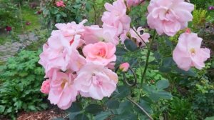 18 августа24г на моей даче. Розы Квиксильвер, мини Наран?