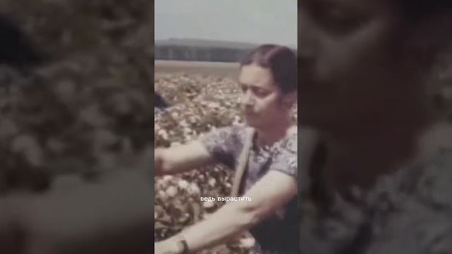 Почему цена на “Крымскую розу” выросла?