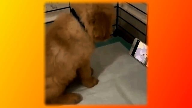 Смешное про животных|Приколы с котами| Видео про котов| Кошки|Позитив|Создай себе хорошее настроени смотреть онлайн