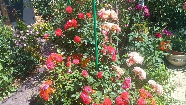 Роза Скарлет Роуз Кармен