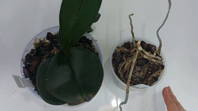 Омолодження орхідеї Пандора. смотреть онлайн