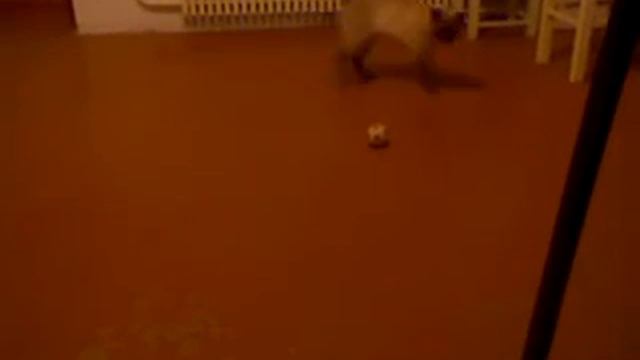 Сиамский котик и мяч смотреть онлайн