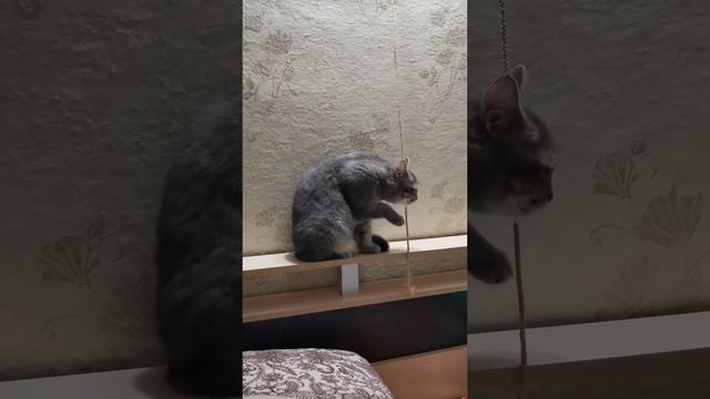Внуки приехали кошка в шоке смотреть онлайн