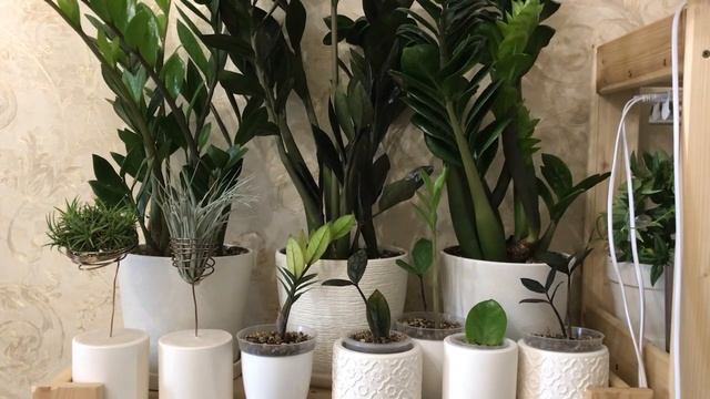 НЕОБЫЧНЫЕ РАСТЕНИЯ в коллекции смотреть онлайн