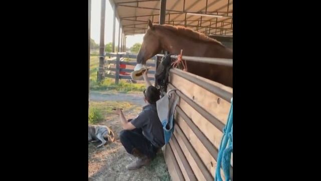 Смешные моменты в мире животных 🐴🐎3 октября 2023 г. смотреть онлайн