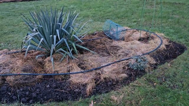 13 апреля 2025 г. Розы в саду. В этом году я сделала так