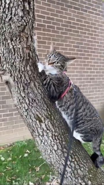 Коты приколы #приколы #коты смотреть онлайн