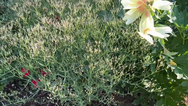 Боже!!!Кто создает такие шедевры! Розарий сегодня прек? смотреть онлайн