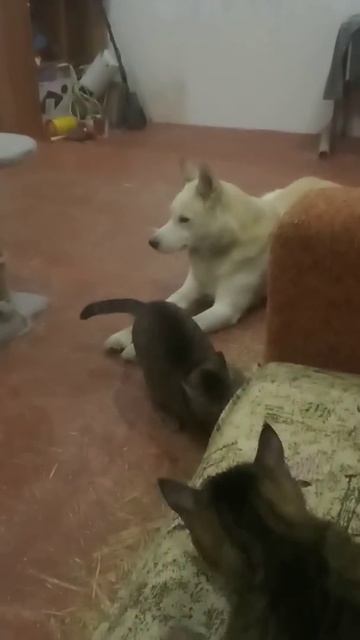 Не дал Васе точить когти)) смотреть онлайн