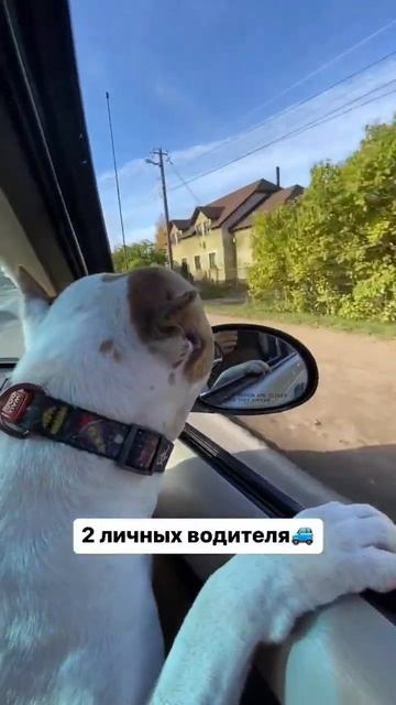 Каково быть собакой Амстафф #shorts #shortvideo #staff #amstaff #subscribe #pitbull смотреть онлайн