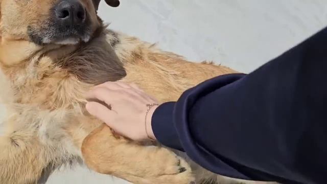 Из Германии в Россию/Крым. Заказали диван и забрали ст? смотреть онлайн