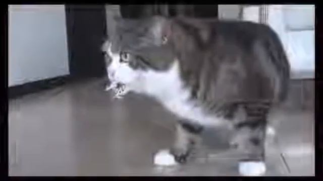 ОЧЕНЬ прикольный кот Приколы с котами Лучшие приколы про котов и кошек Классные приколы смотреть онлайн