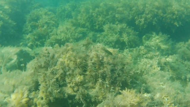 Большой Утриш. 58 августа. Прогулка. Подводное видео вн? смотреть онлайн