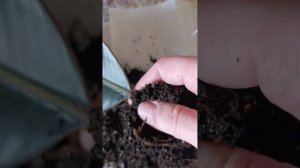 Размножение фикуса листом. Пол года ожидания. И что?