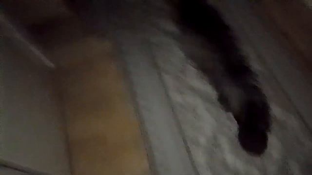 Кот Марс. Ночные высказывания. смотреть онлайн