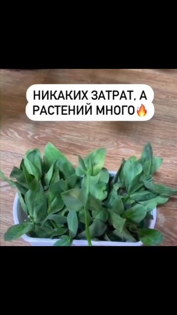 Черенкование растений без затрат смотреть онлайн