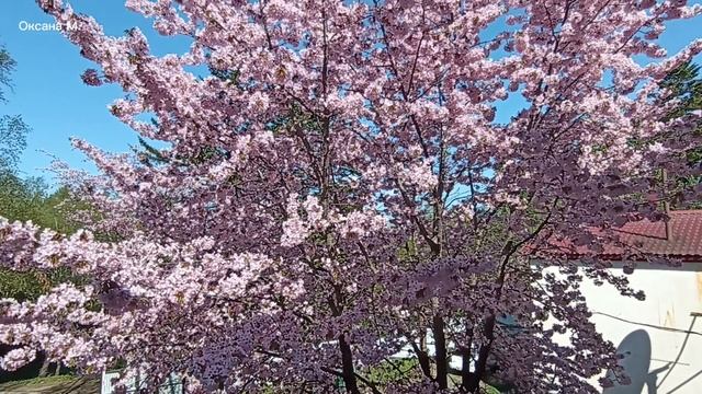 Сакура около работы. 19 мая 2025 года.mp4