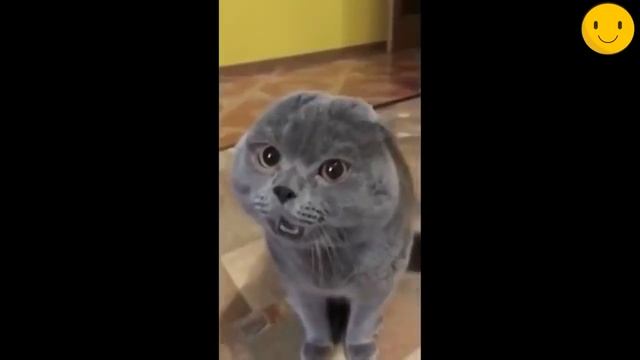 Приколы с котами 2020 года Смешные коты приколы с котами до слез Злые коты 2020 Модный Лётчик смотреть онлайн
