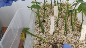 ЧЕРЕНКОВАНИЕ В ВЕРМИКУЛИТЕ И ПЕРЛИТЕ / ОТ 16 СЕНТЯБРЯ / ?